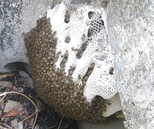 ミツバチの巣駆除排水溝